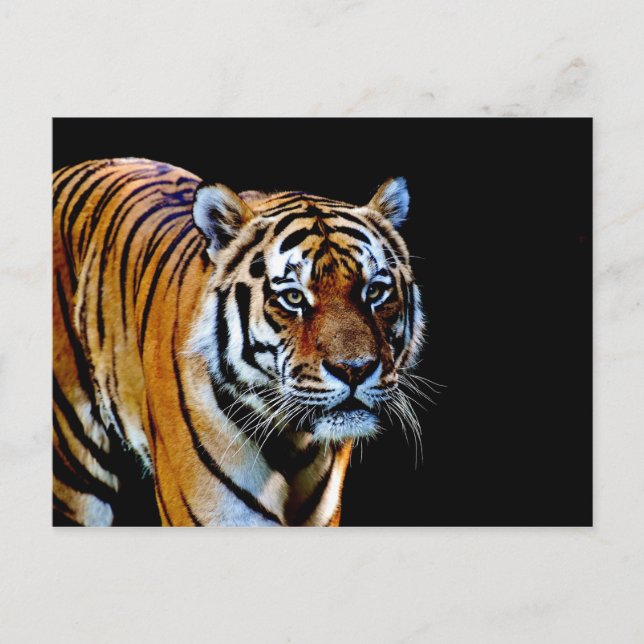 Cartão Postal Tigre com fundo preto (Frente)