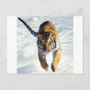 Cartão Postal Tigre correndo na neve