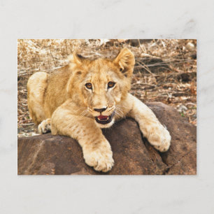 Cartão Postal Tigre Cub Leva O Breather Em Uma Pedra