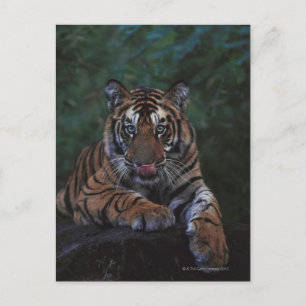 Cartão Postal Tigre Cub Reclama Rock