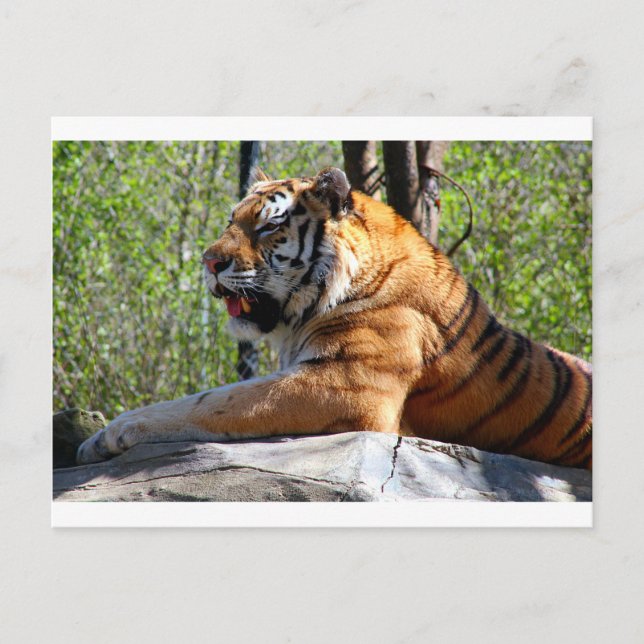 Cartão Postal Tigre de aninhamento (Frente)