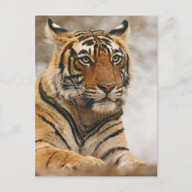 Cartão Postal Tigre de Bengal real na rocha, Ranthambhor (Frente)