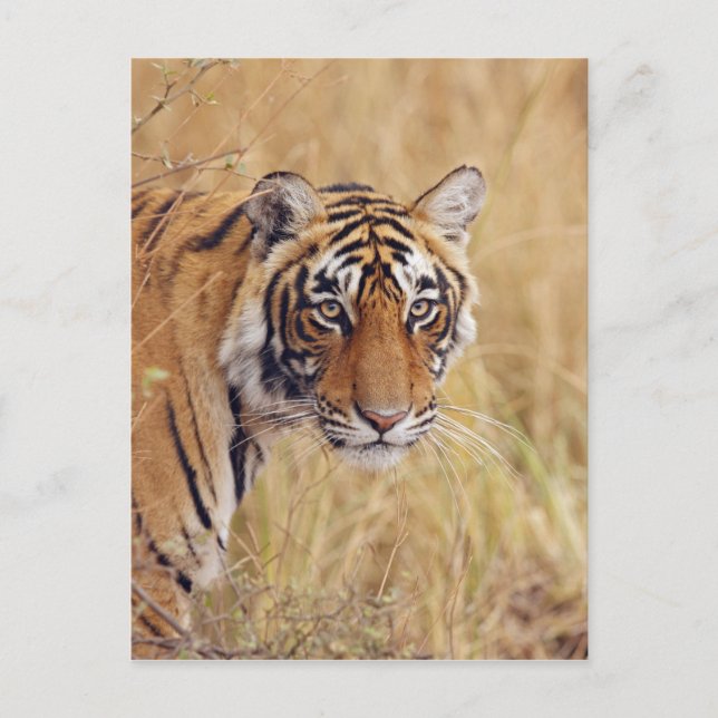 Cartão Postal Tigre de Bengal real que olha do (Frente)