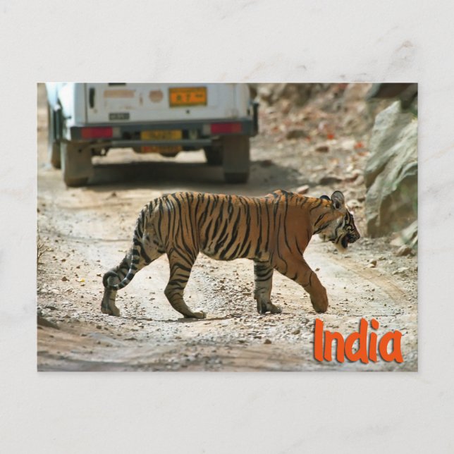 Cartão Postal Tigre de Bengala (Frente)