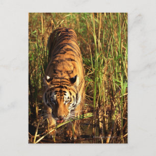 Cartão Postal Tigre de Bengala nas zonas úmidas