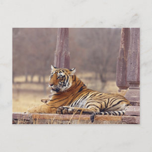 Cartão Postal Tigre-de-bengala-real no ceaph,