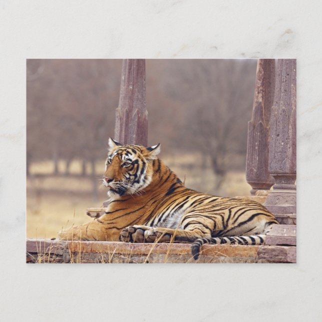 Cartão Postal Tigre-de-bengala-real no ceaph, (Frente)
