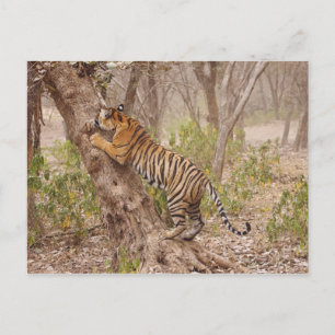 Cartão Postal Tigre-de-bengala-real subindo na árvore,