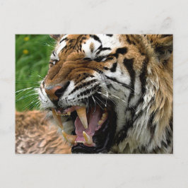 Cartão Postal Tigre de Corda