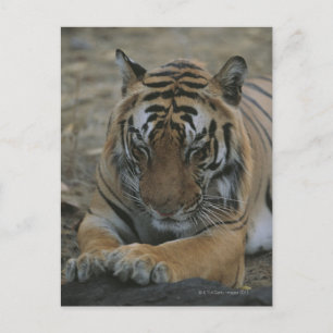 Cartão Postal Tigre de dormir