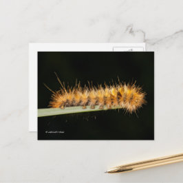 Cartão Postal Tigre-De-Prata-Tigre-Moth/Lagarto-Colar
