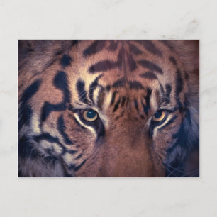 Cartão Postal Tigre de Prowling