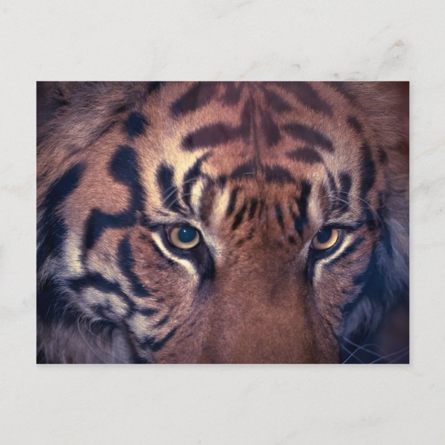Cartão Postal Tigre de Prowling (Frente)