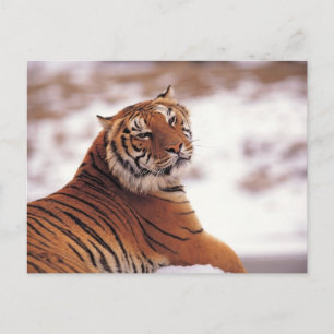 Cartão Postal Tigre de Reclinação