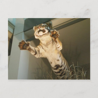 Cartão Postal Tigre de salto - olhe as patas dele!