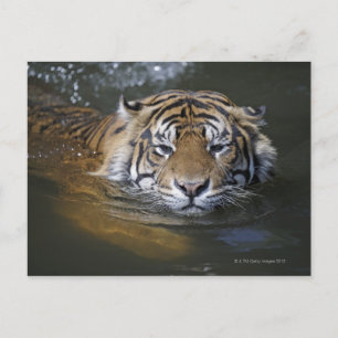 Cartão Postal Tigre de Sumatran, Panthera tigris sumatrae