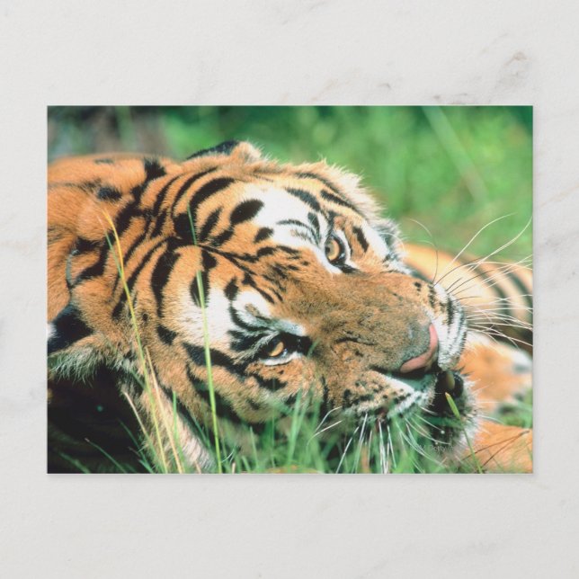 Cartão Postal Tigre deitado na grama (Frente)