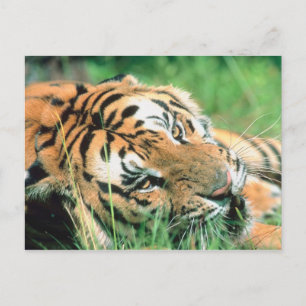 Cartão Postal Tigre deitado na grama