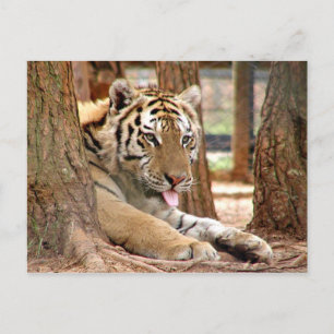 Cartão Postal Tigre depois de um duro dia