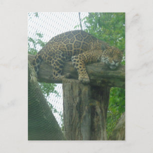 Cartão Postal Tigre-dormindo na árvore, floresta, natureza, vida