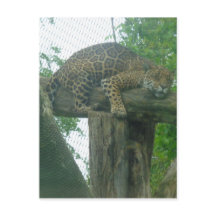 Tigre-dormindo na árvore, floresta, natureza, vida