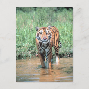 Cartão Postal Tigre em água