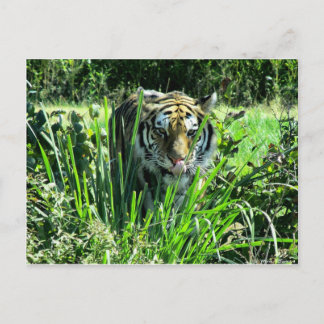 Cartão Postal Tigre Fome