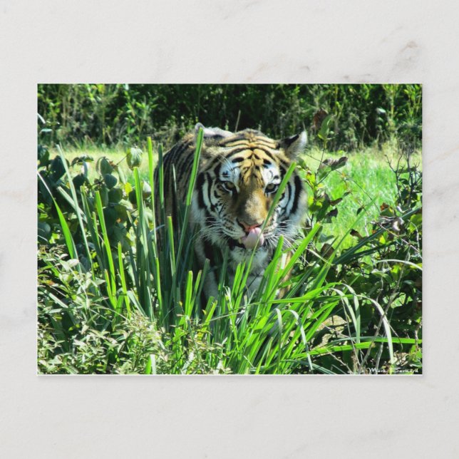 Cartão Postal Tigre Fome (Frente)