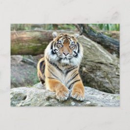 Cartão Postal Tigre fotográfico, animais.