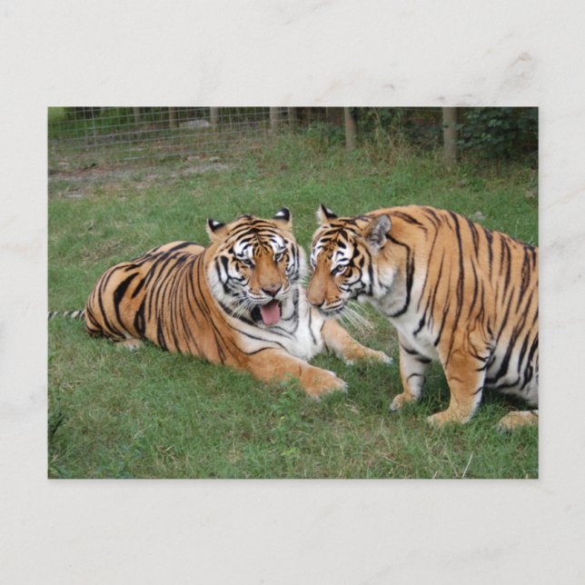 Cartão Postal Tigre Friends-009 (Frente)