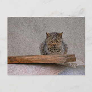 Cartão Postal tigre-gato