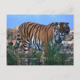 Cartão Postal Tigre guardando o rio