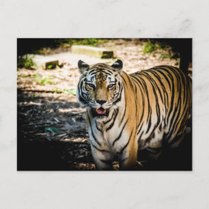 Cartão Postal Tigre Majestoso em Glória Iluminada pelo Sol