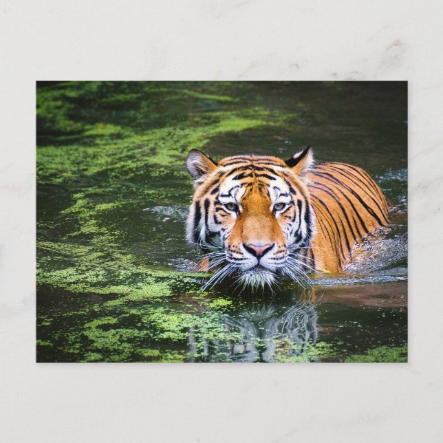 Cartão Postal Tigre na Água (Frente)