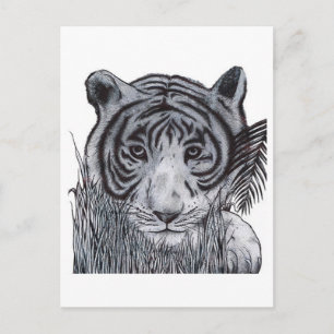 Cartão Postal Tigre na Grama
