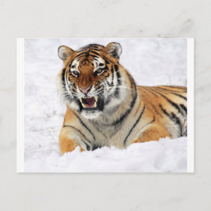Cartão Postal Tigre Na Neve