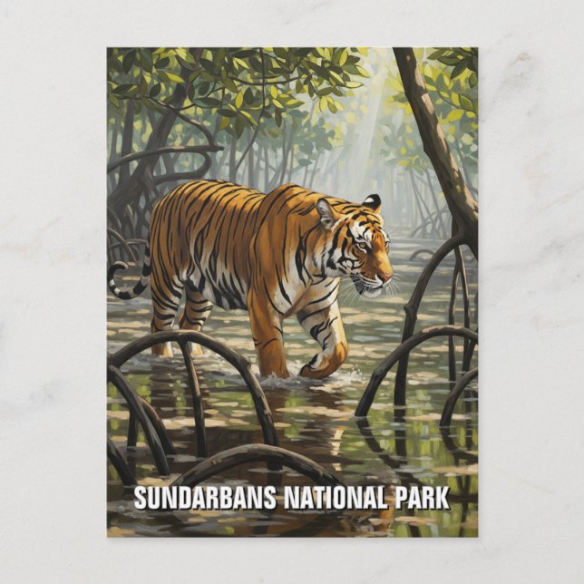 Cartão Postal Tigre no Parque Nacional de Sundarbans, Índia (Frente)