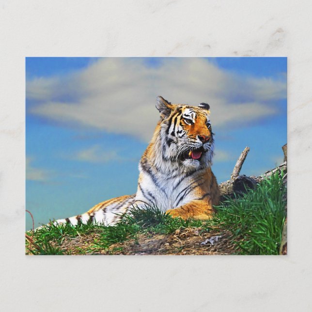 Cartão Postal Tigre Nobel (Frente)