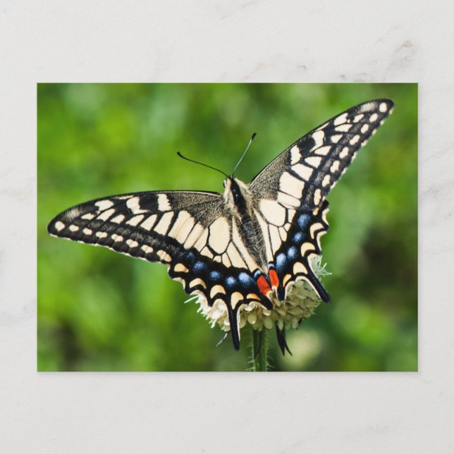 Cartão Postal Tigre ocidental (Papilio rutulus) (Frente)