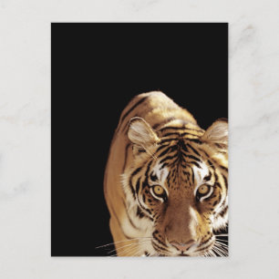 Cartão Postal Tigre (Panthera tigris)