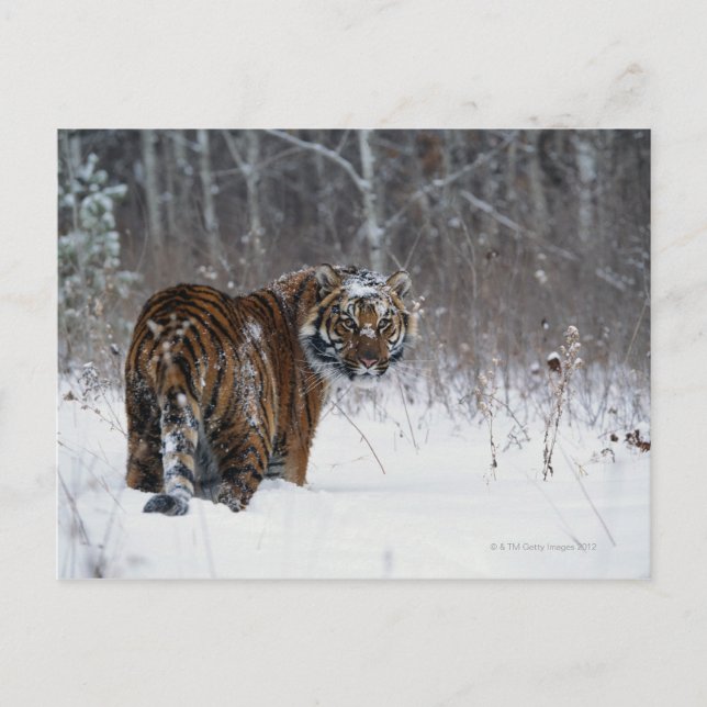 Cartão Postal Tigre (Panthera tigris) em pé na neve profunda (Frente)