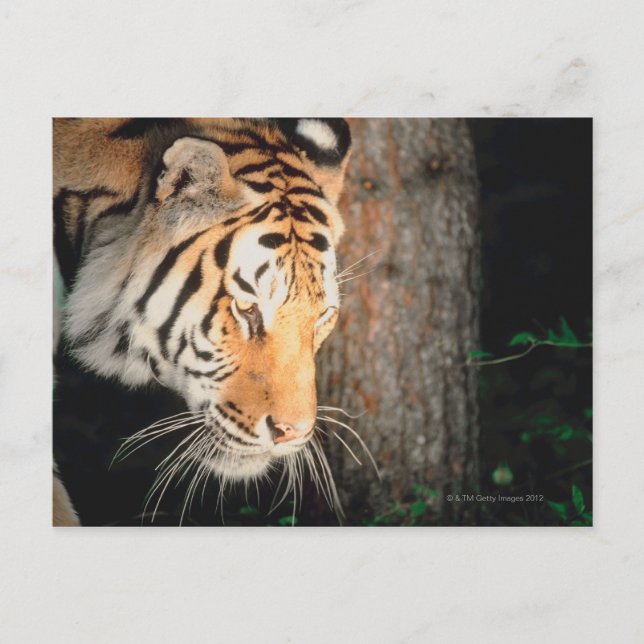 Cartão Postal Tigre perseguindo (Frente)
