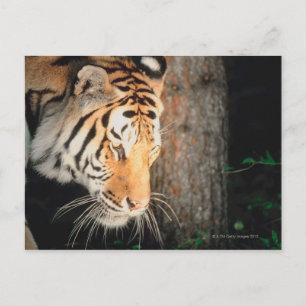 Cartão Postal Tigre perseguindo