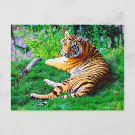 Cartão Postal Tigre pintado de salgadinho na fauna selvagem