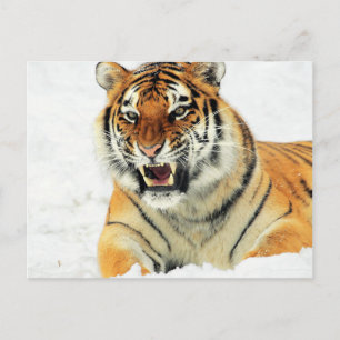 Cartão Postal Tigre raivoso deitado na neve