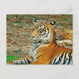 Cartão Postal Tigre Real