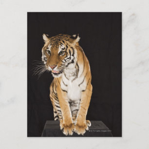 Cartão Postal Tigre sentado na plataforma 2