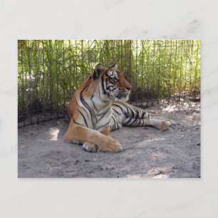 Cartão Postal tigre-sermonti-001