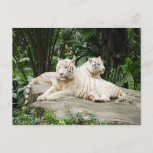 Cartão Postal Tigre siberiano