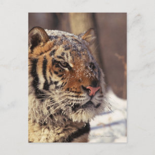Cartão Postal Tigre siberiano